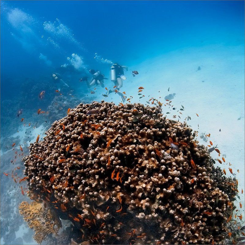 ебипет Кочка фото превью