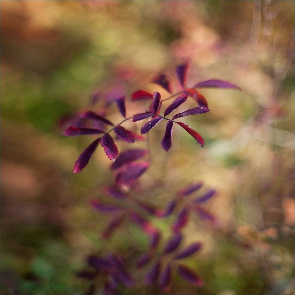 ***. Автор: Алексей Соловей , Алексей Соловей