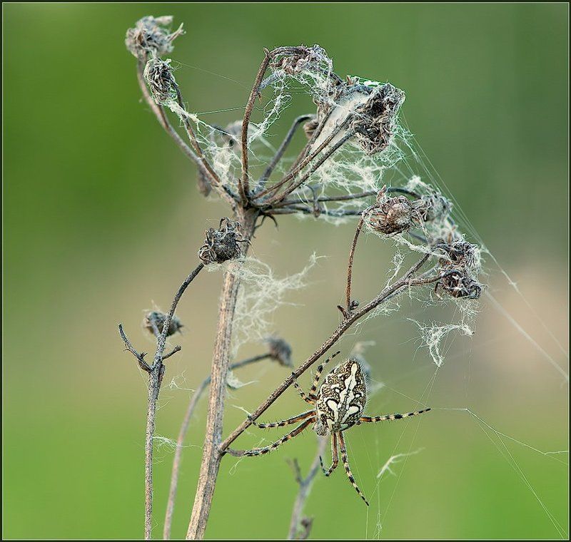 Тихая охота.photo preview