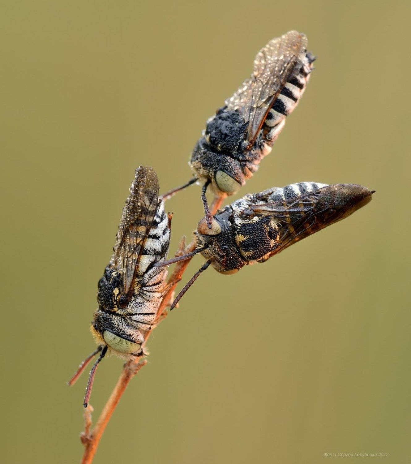, Сергей Голубенко