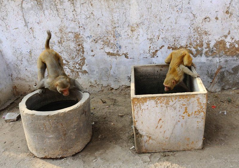 индия, матрышки Индия - мартышкиphoto preview