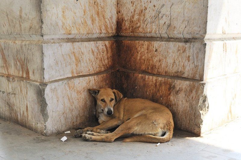 индия, дели, стрит фото, Индия - Делиphoto preview