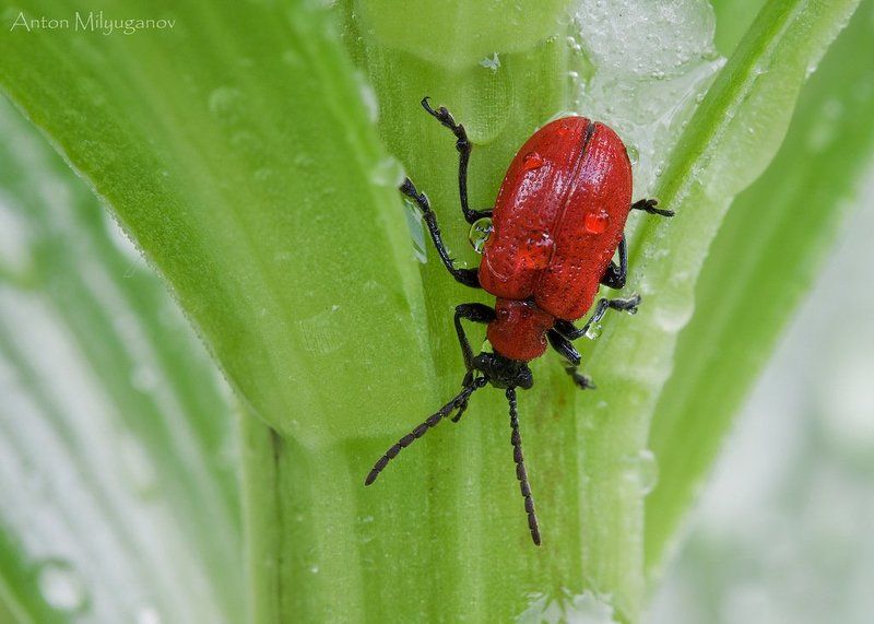 макро, насекомые, жук Трещалка лилейная (Lilioceris lilii)photo preview