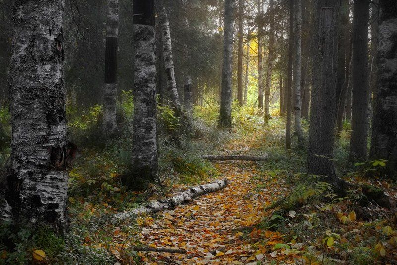 осень Ширшемаphoto preview