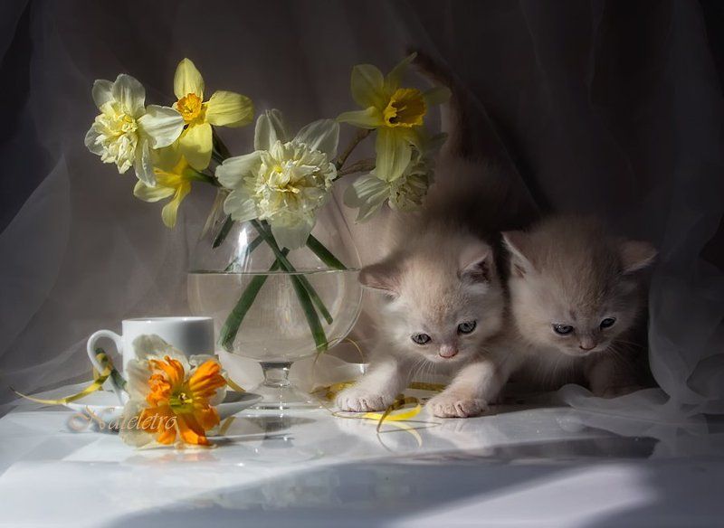 натюрморт, цветы, нарциссы, котята Парное катание... фото превью