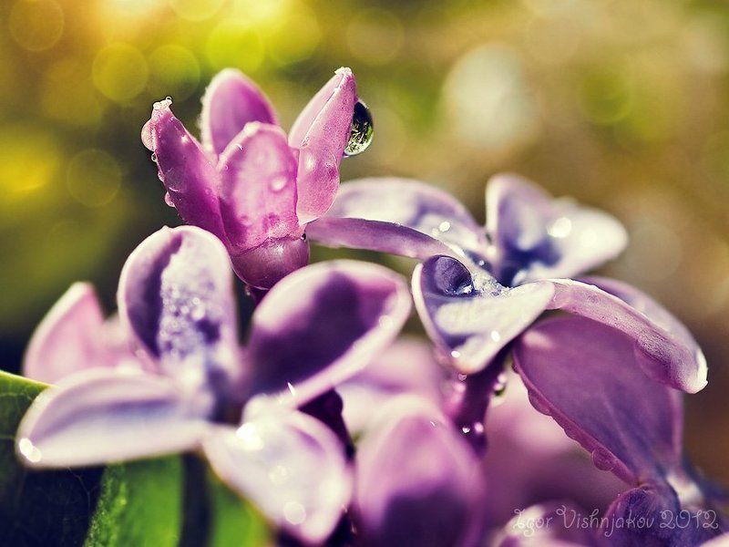 Сирень в солнечных лучах.photo preview