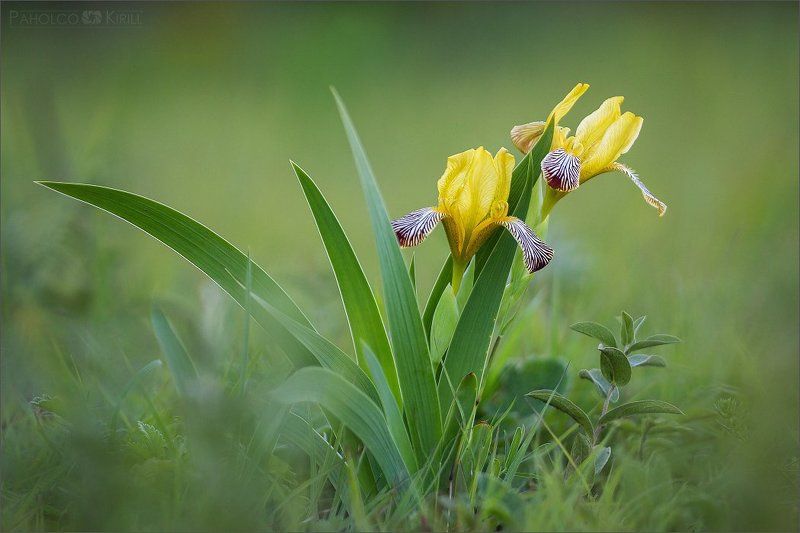 Ирисовый фотофактphoto preview