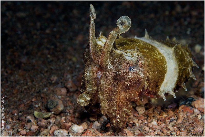 Rabbit?..photo preview