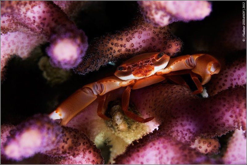 Face-Controlphoto preview