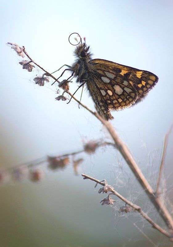 а я ещe вот так умею!...photo preview