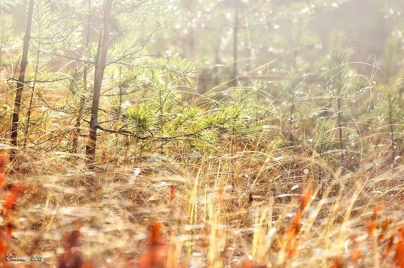 природа, осень Осенний свет.... фото превью