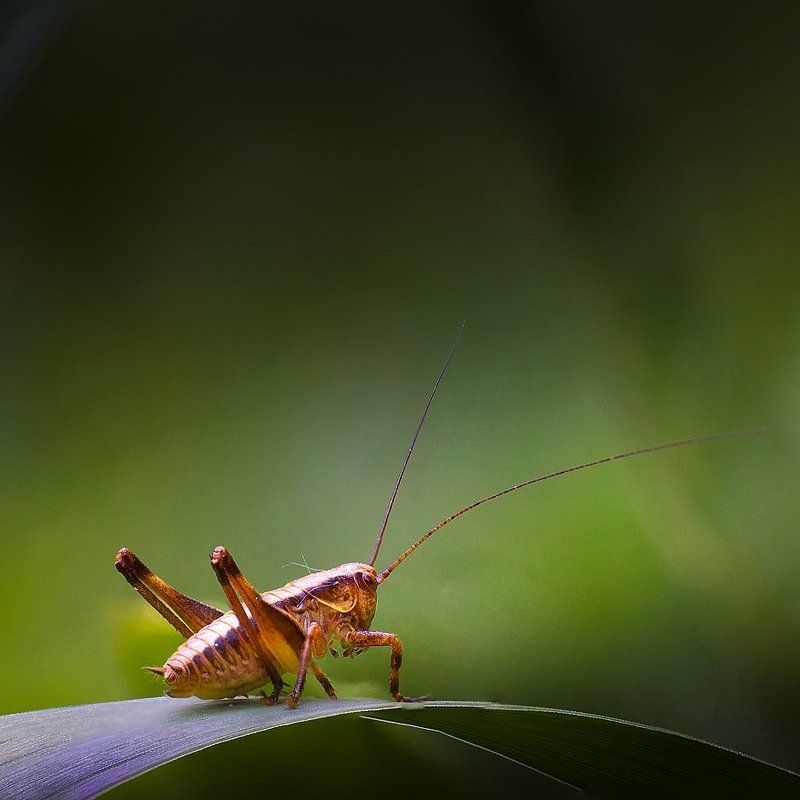 Кузя!photo preview