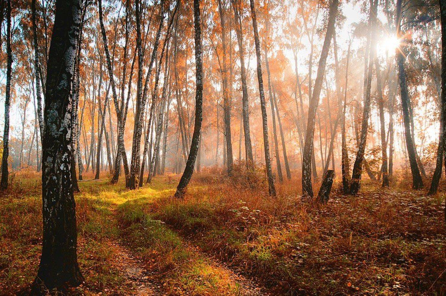 Осень. Утро.. Автор: Григорий Иващенко осень, Григорий Иващенко