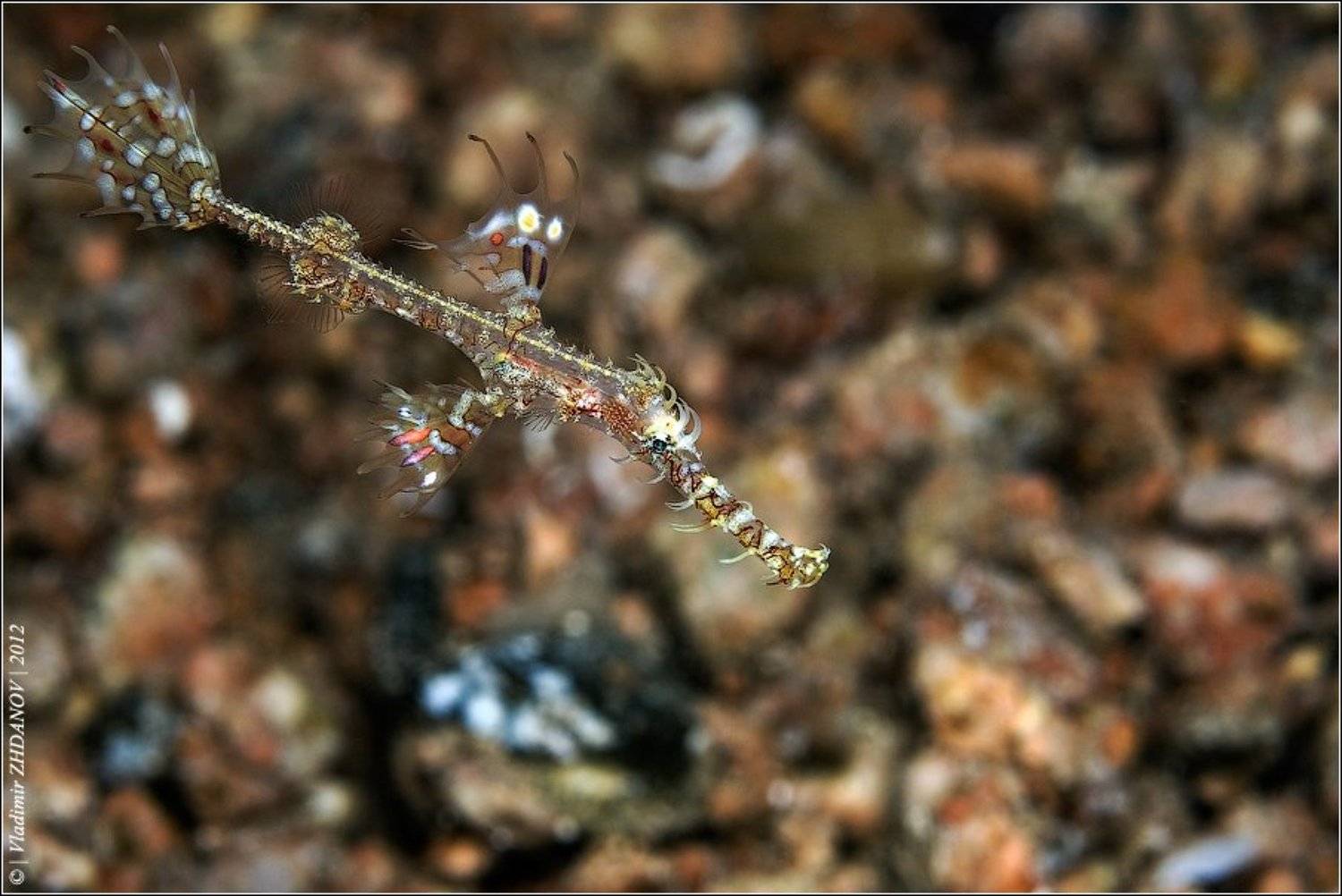solenostomus, paradoxus,ornate, ghost, pipefish, украшенный, трубкорыл, Владимир Жданов