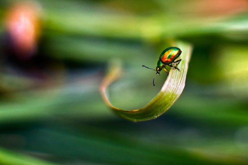 where I amphoto preview