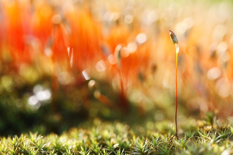 Про мох фото превью