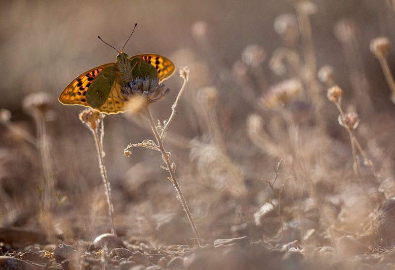 lepidoptera, butterfly, canon, 600d, 5d mkii, sigma, l is Argynnis pandoraphoto preview