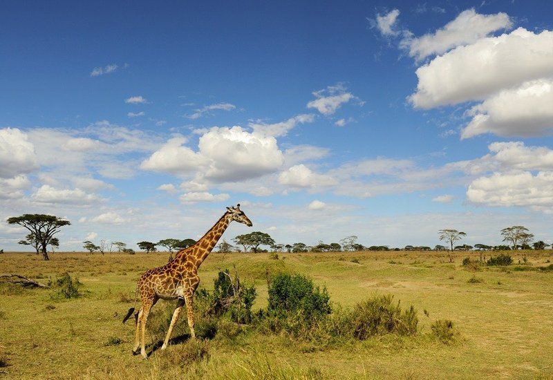 танзания, серенгети, животные Танзания - Серенгетиphoto preview