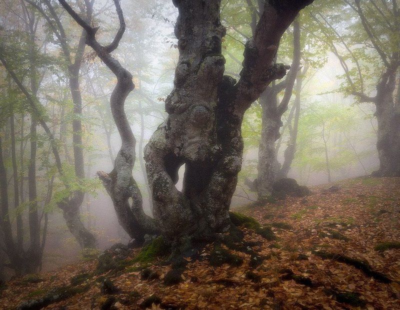 осеньphoto preview