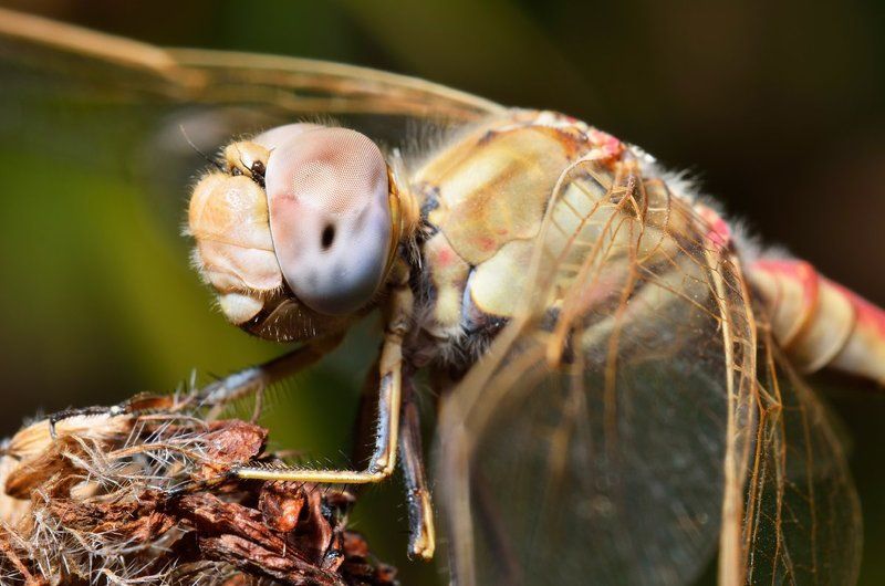 nikon, d7000, dragonfly, macro, close-up, nature, insect, odonata, стрекоза, насекомое, макро, природа, казахстан Драконовая мухаphoto preview