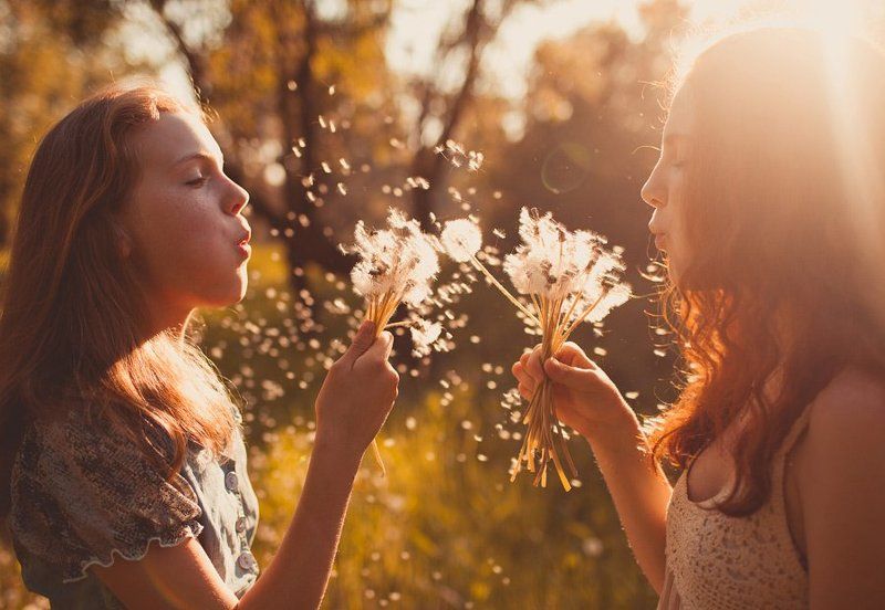 Вечерние одуванчикиphoto preview