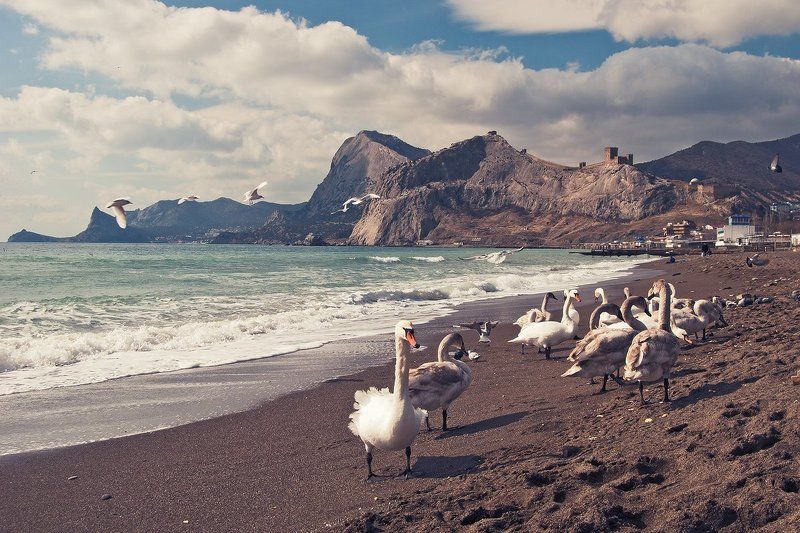 лебеди,море,крепость,судак, Гуси лебедиphoto preview