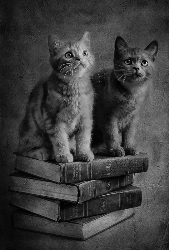 натюрморт, котэ, британцы, бсэ, егэ Подготовка к ЕГЭ... продолжение... фото превью