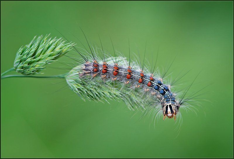 Гламурная.photo preview