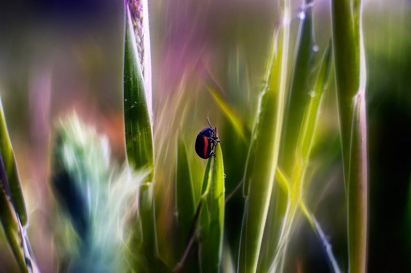 In my dreams...photo preview