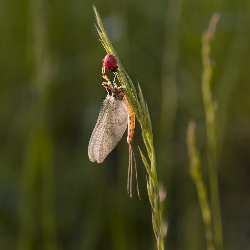 mayflayphoto preview