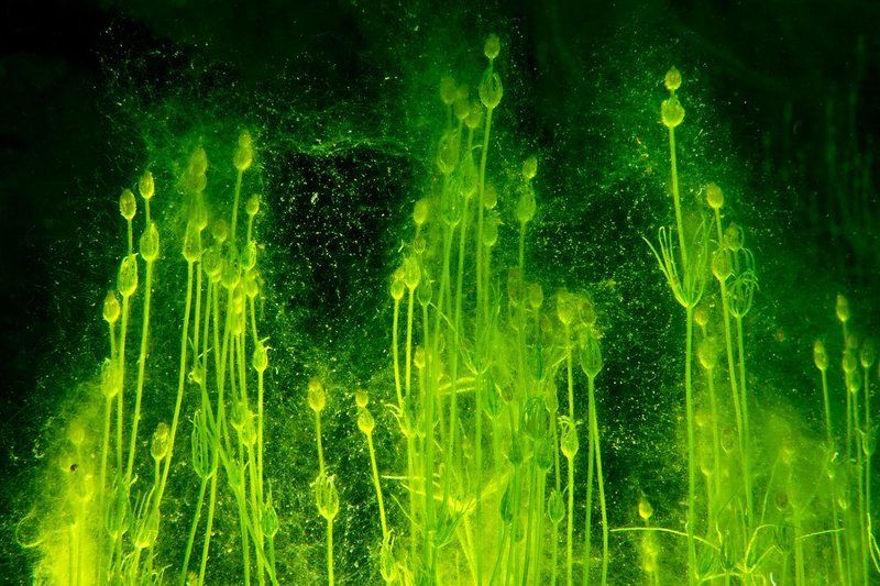 Лучицыphoto preview