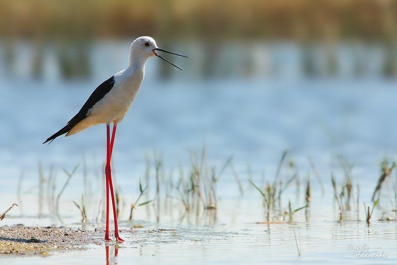 10 птицphoto preview