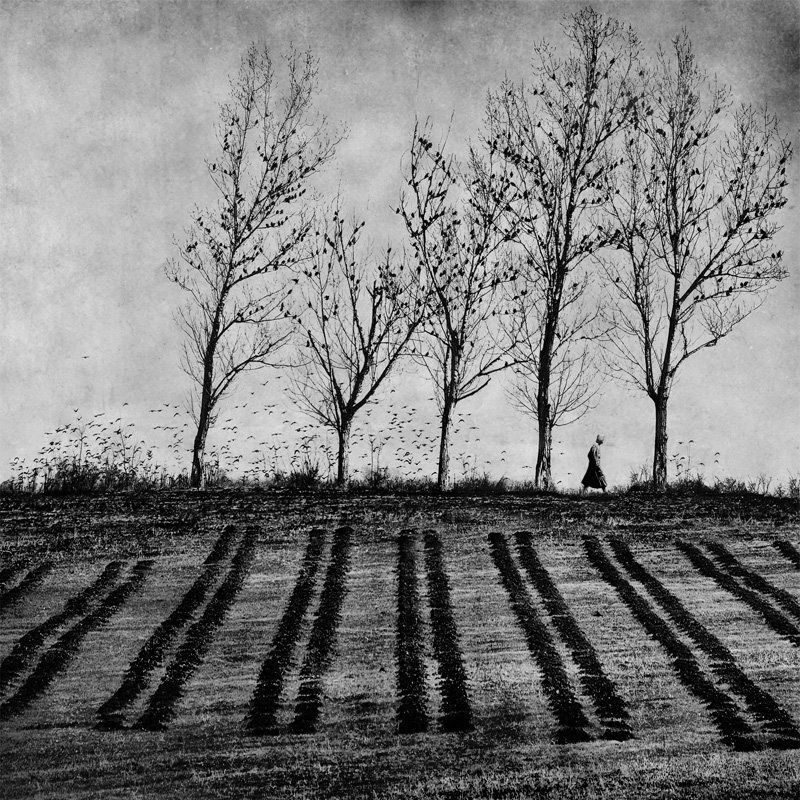 Autumn symphonyphoto preview