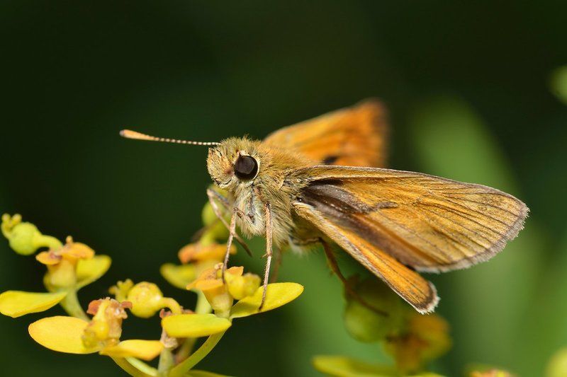 nikon, d7000, skipper, macro, close-up, nature, insect, lepidoptera, казахстан, макро, толстоголовка, насекомое, бабочка, чешуекрылые Птахаphoto preview