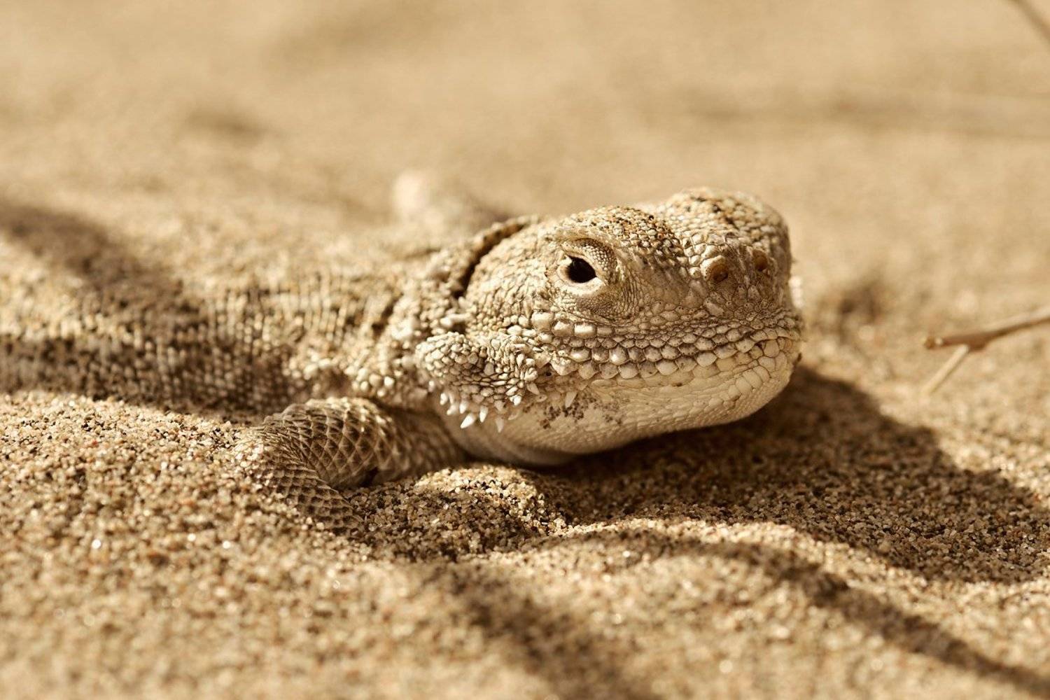 Phrynocephalus mystaceus. Автор: Эдуард Ким nikon, d7000, macro, nature, reptile, lizard, wildlife, phrynocephalus, mystaceus, animal, рептилия, пресмыкающееся, круглоголовка, животное, фотоохота, Эдуард Ким