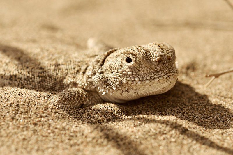 nikon, d7000, macro, nature, reptile, lizard, wildlife, phrynocephalus, mystaceus, animal, рептилия, пресмыкающееся, круглоголовка, животное, фотоохота Phrynocephalus mystaceusphoto preview