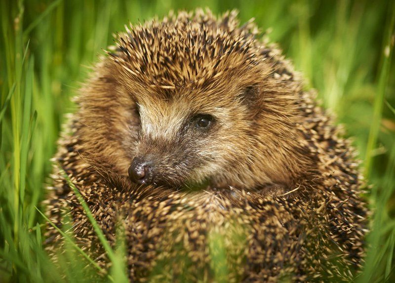 ежик, колючки Мр. Колючкаphoto preview