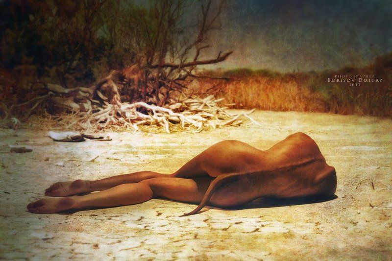 Dreams of Gynuraphoto preview