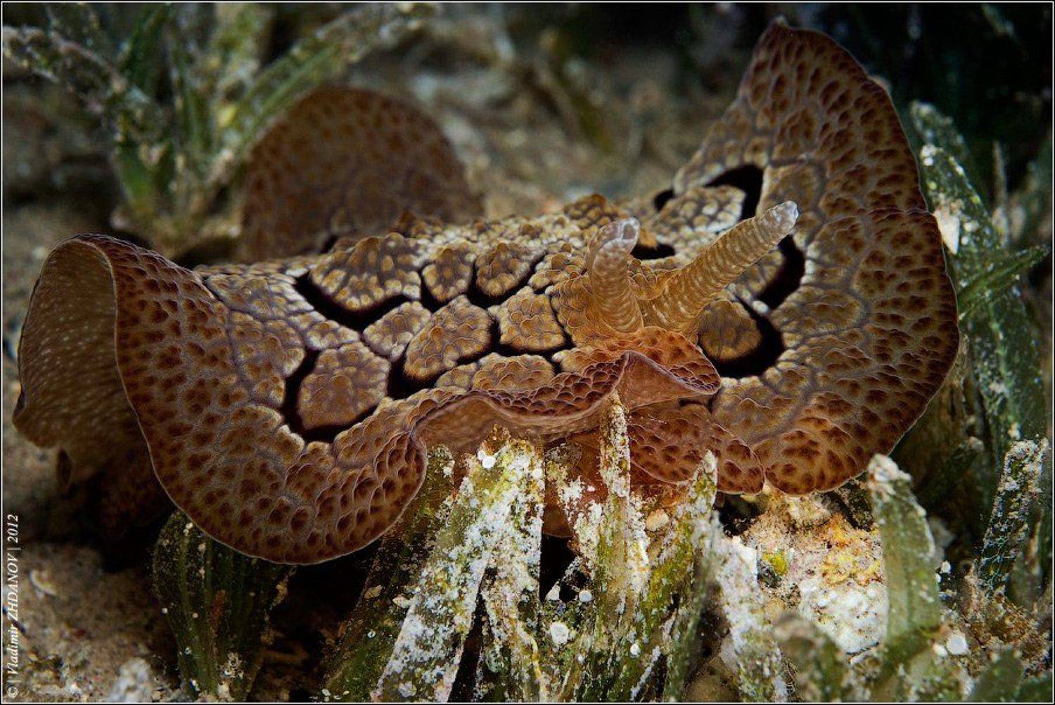 pleurobranchus, forskalii, forskal's, pleurobranch, плевробранх, форскеля, красное, море, дахаб, египет, подводное, фото, Владимир Жданов