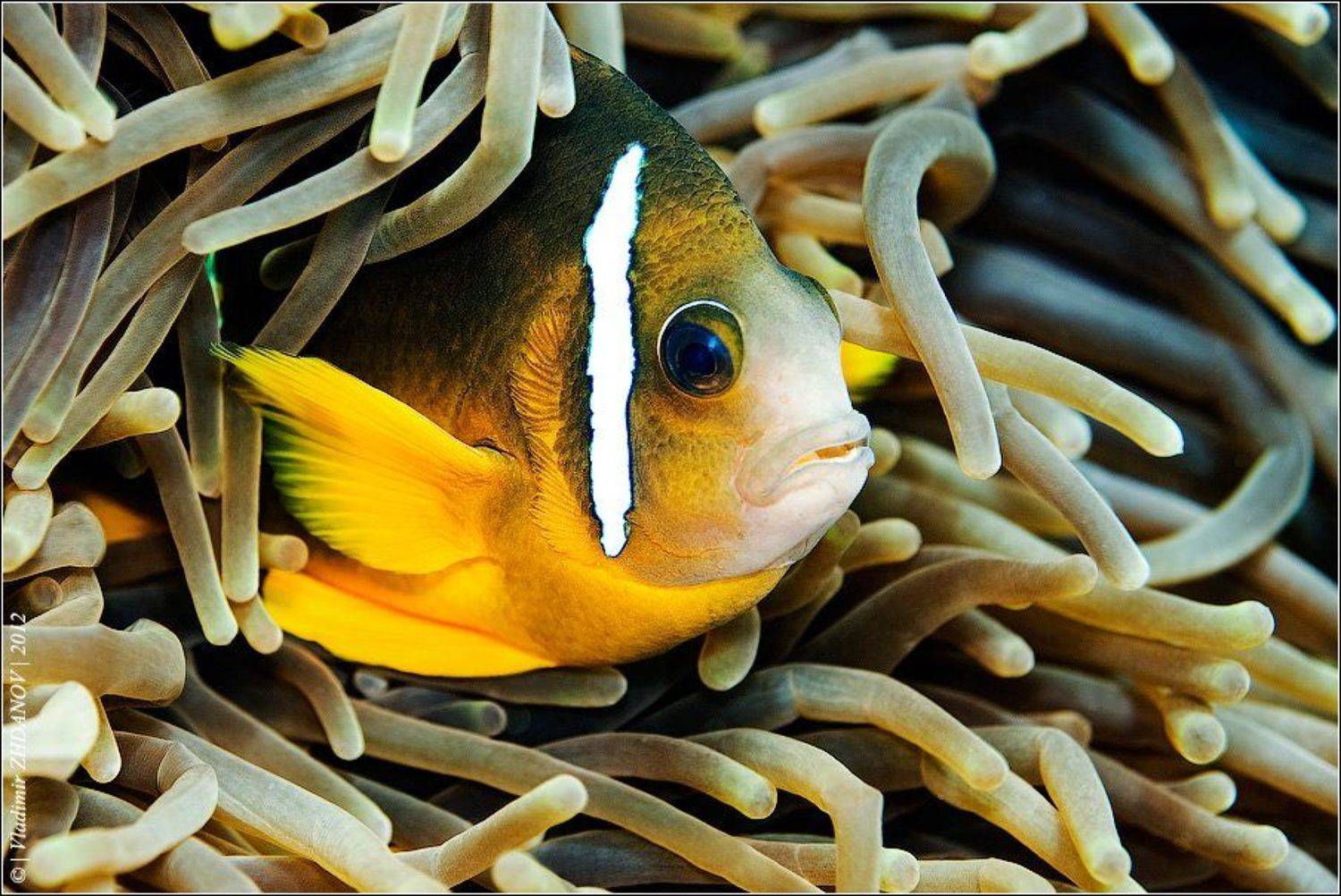 "Меченый". Автор: Владимир Жданов , Владимир Жданов