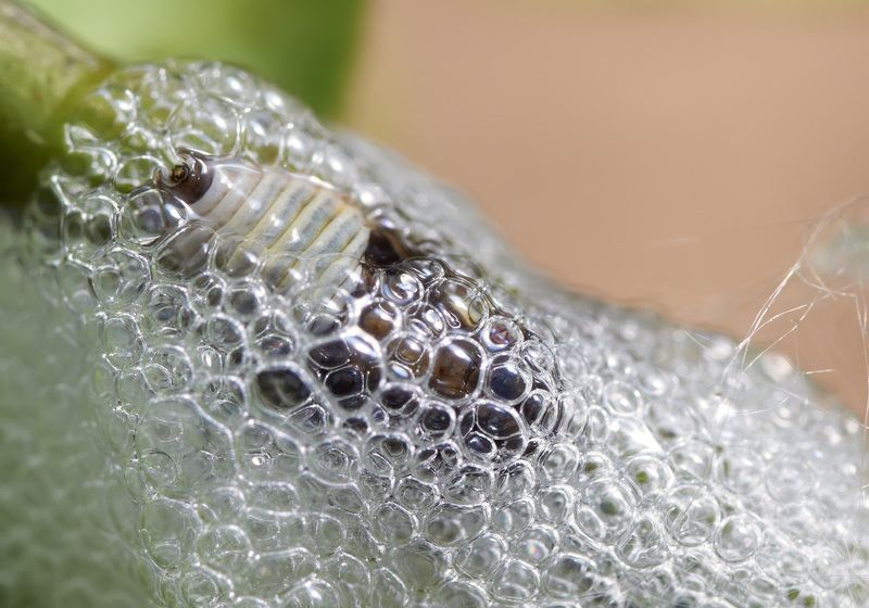 пенница слюнявая, цикада Philaenus spumariusphoto preview