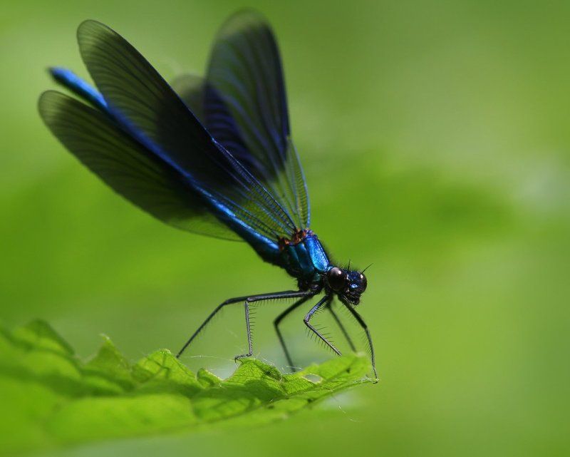 Miss in blue.photo preview