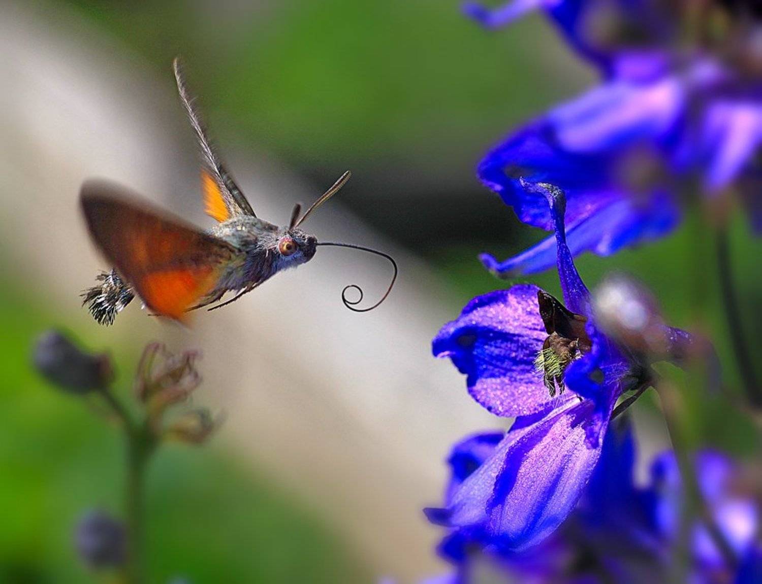 Выпуская, подлетая!. Автор: Качурин Алексей , Качурин Алексей