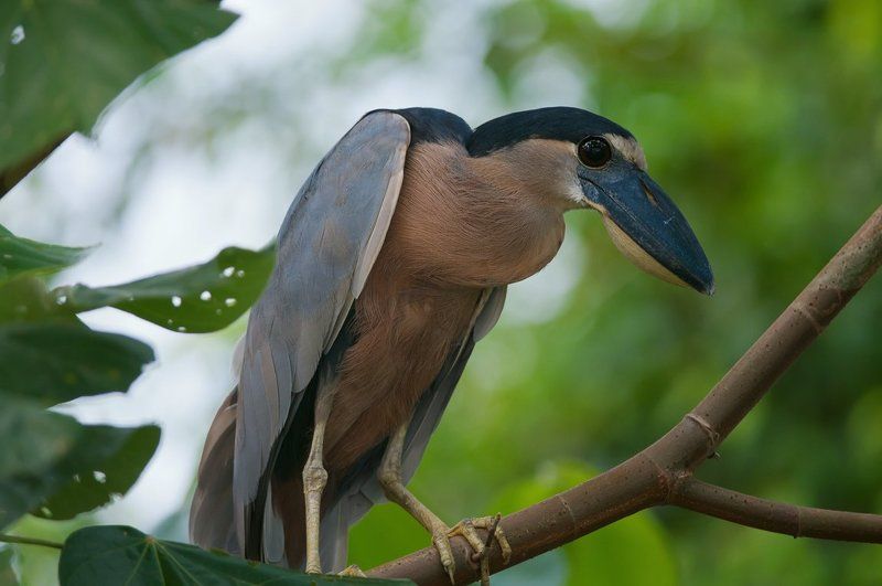 челноклюв, цапля,птицы,коста-рика Непростая жизнь...photo preview
