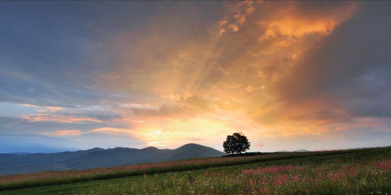 рассвет, солнце, горы, утро, дерево Расстреляли рассветами... (2)photo preview