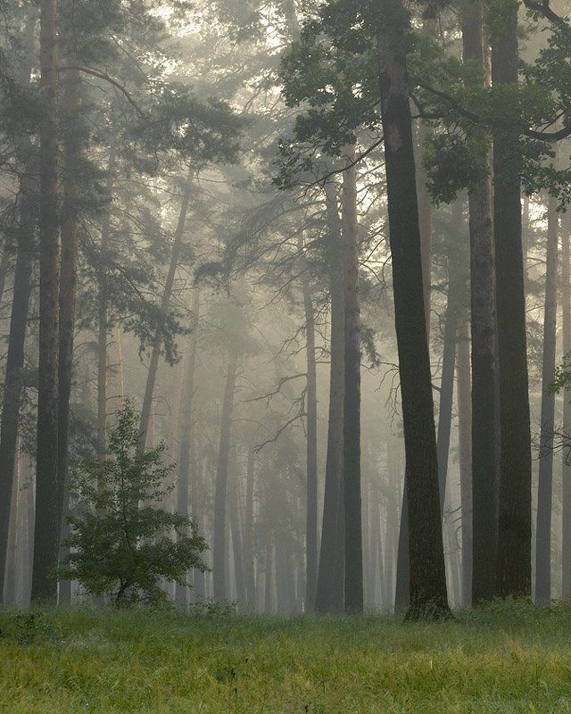 Протежеphoto preview