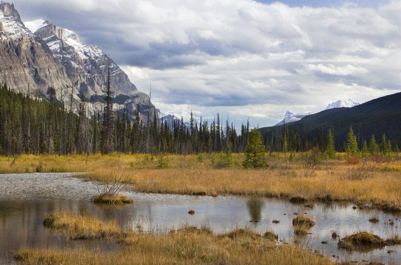 канада, скалистые горы, болото, осень ***photo preview