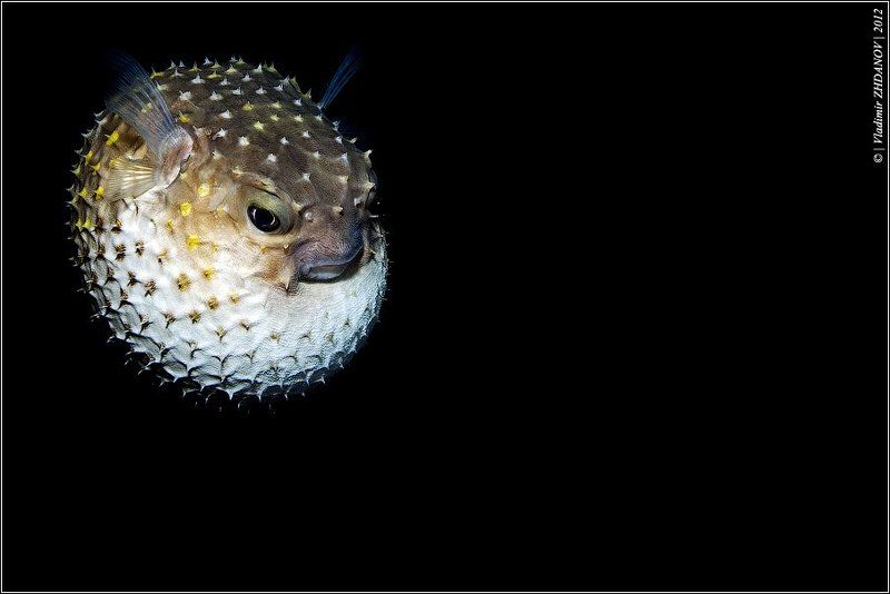 рыба, ёж, иглобрюх, красное, море, дахаб, подводное, фото Ужас На Крыльях Ночиphoto preview