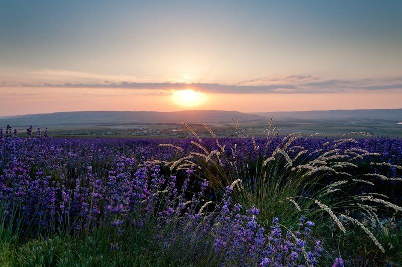 Лавандовая тема в Крымуphoto preview