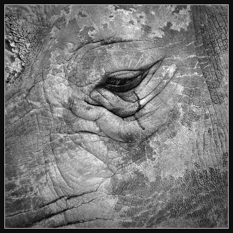 И носороги тоже плачут...photo preview